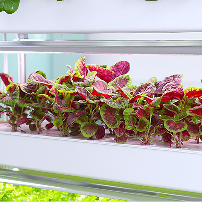 Thủy Canh Phát Triển Hệ Thống  - đánh giá và giá Smart Garden Vertical Planter